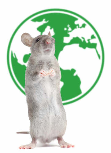 rodent removal los angeles